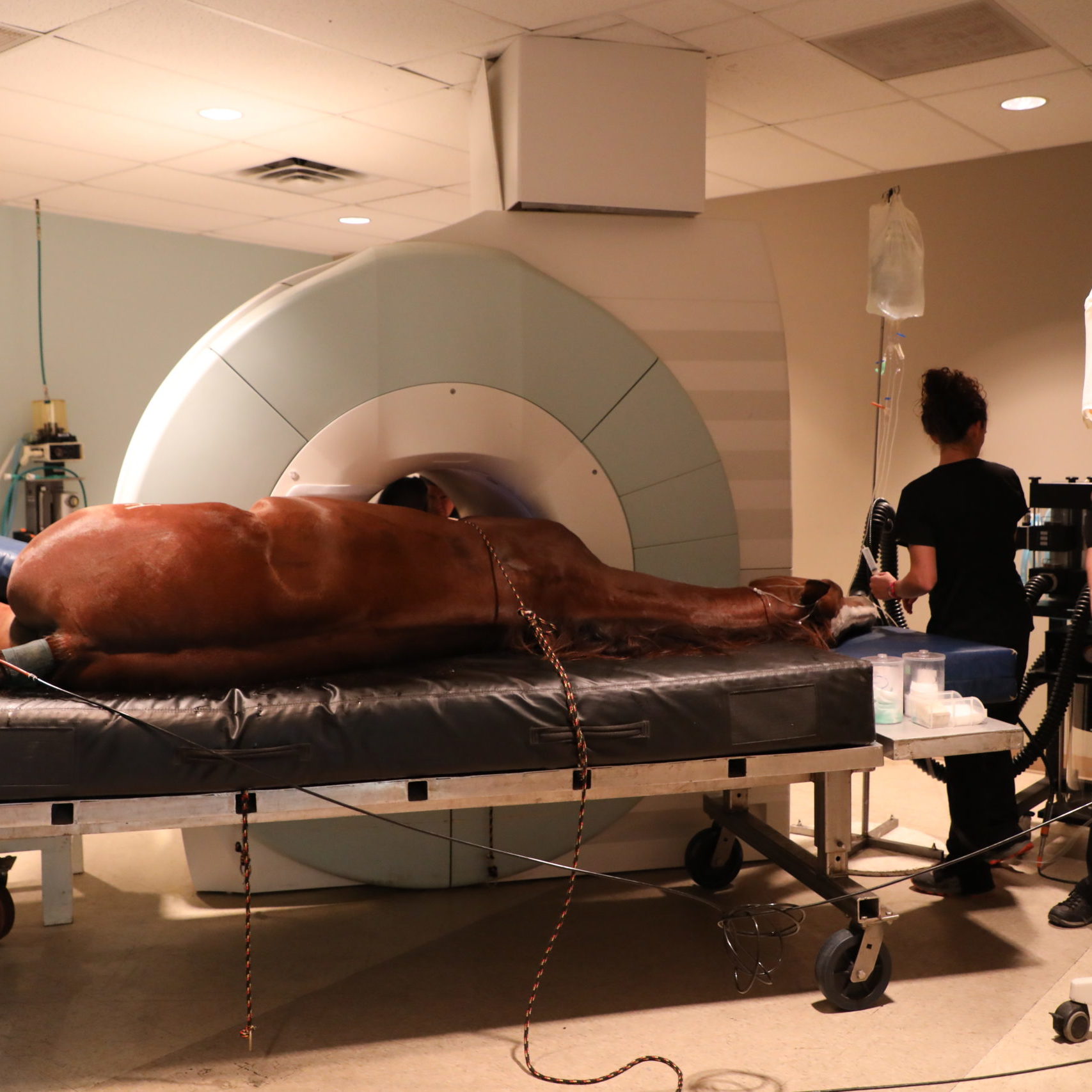 Horse MRI