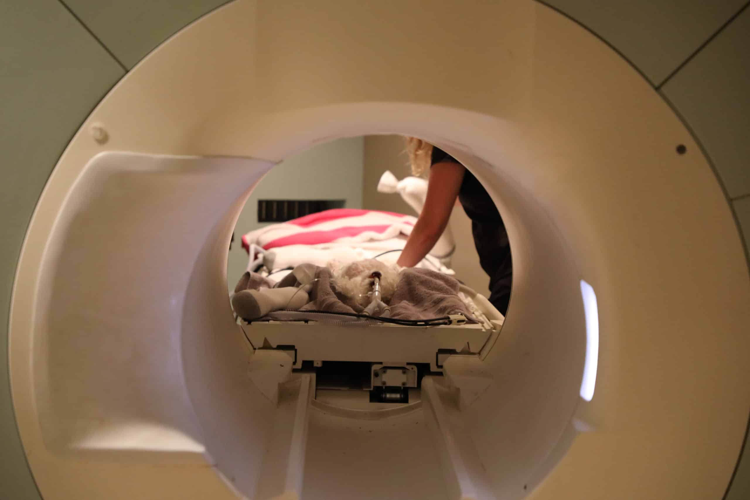Small Animal MRI | Animal Imaging in Irving TX