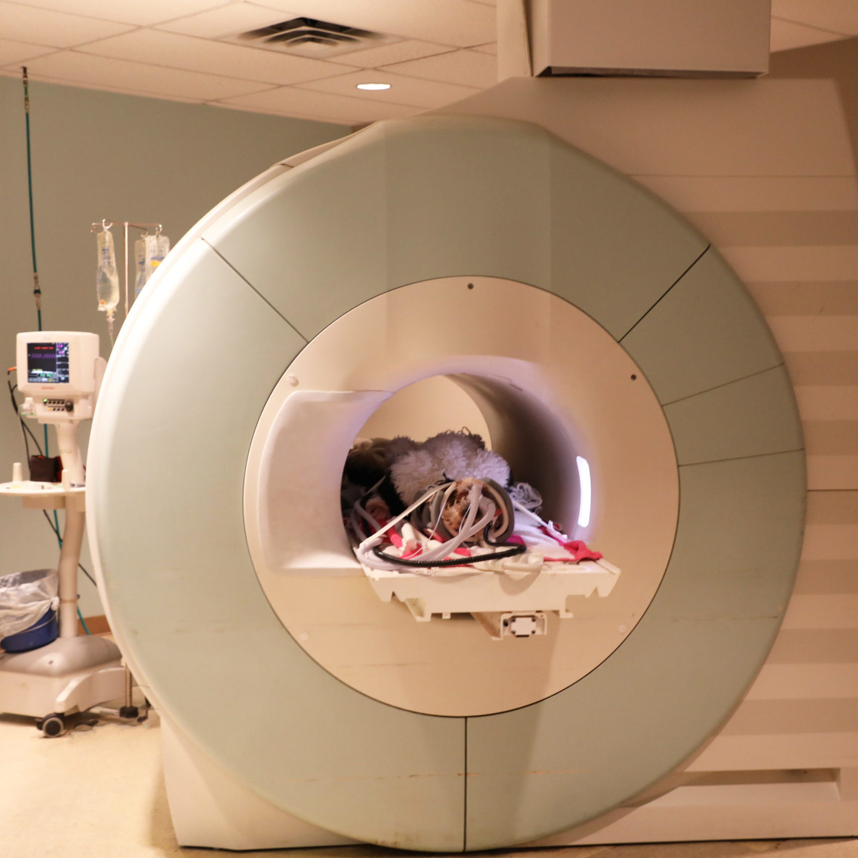 Dog MRI