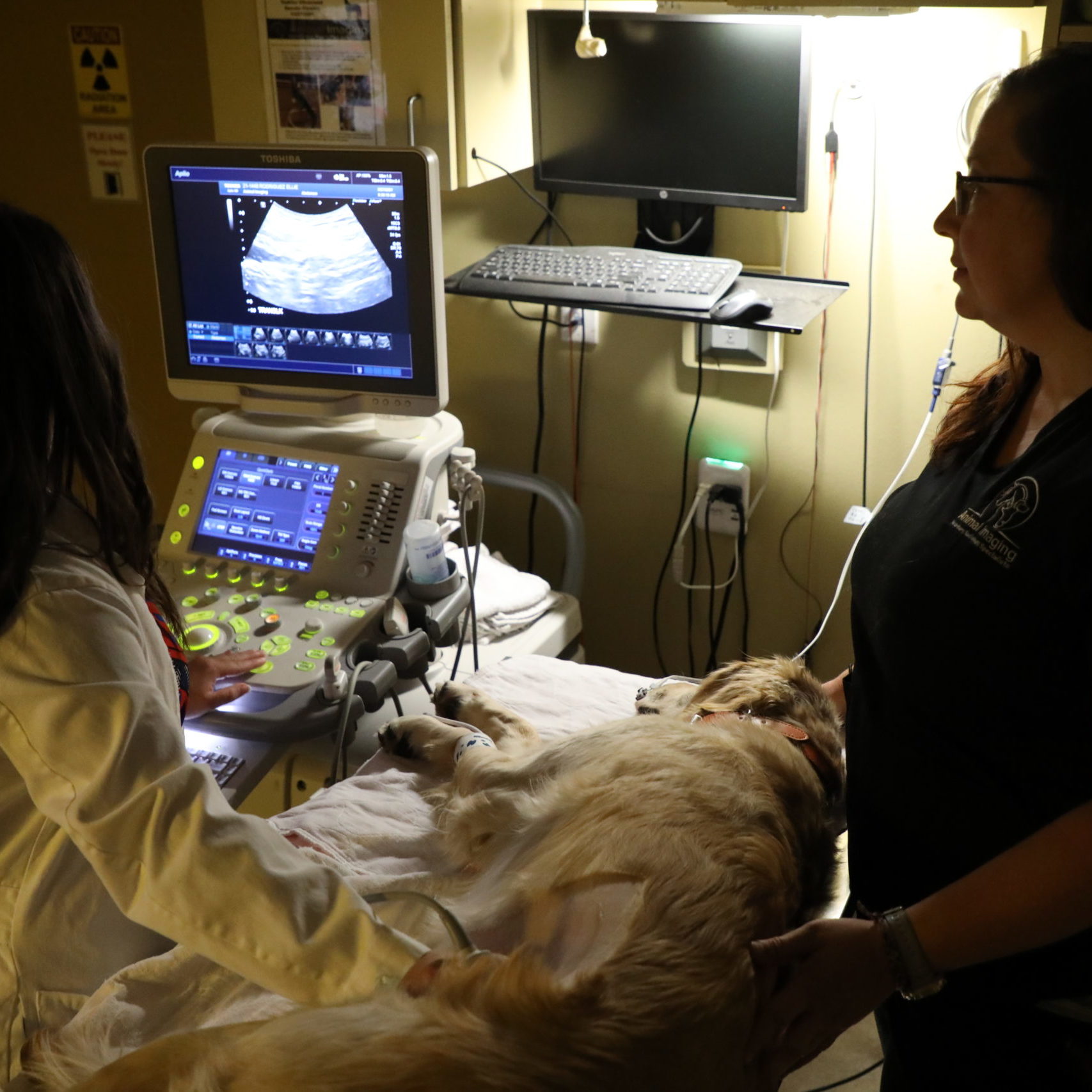 Small Animal Ultrasound & Echocardiogram