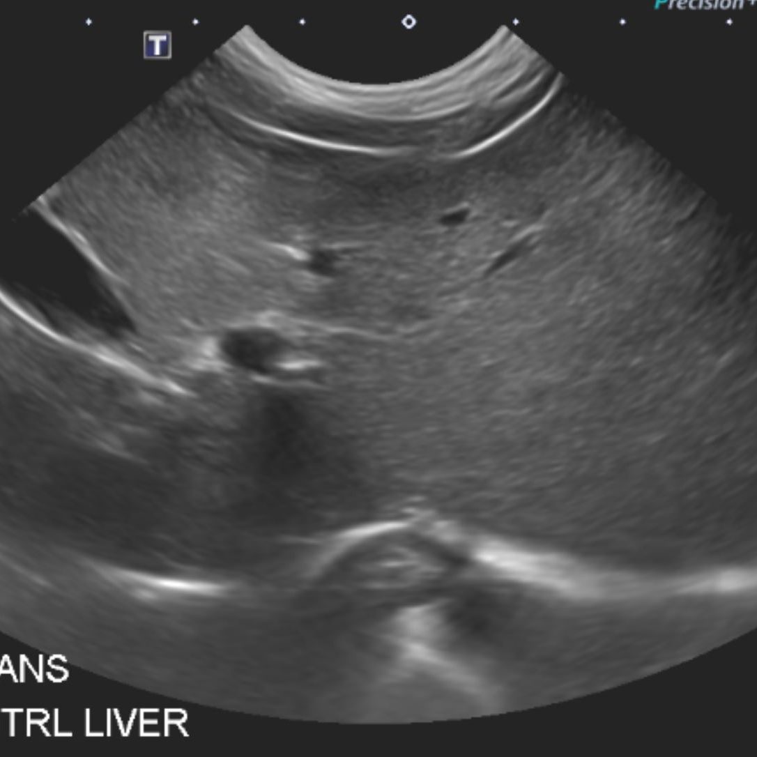 Small Animal Ultrasound & Echocardiogram