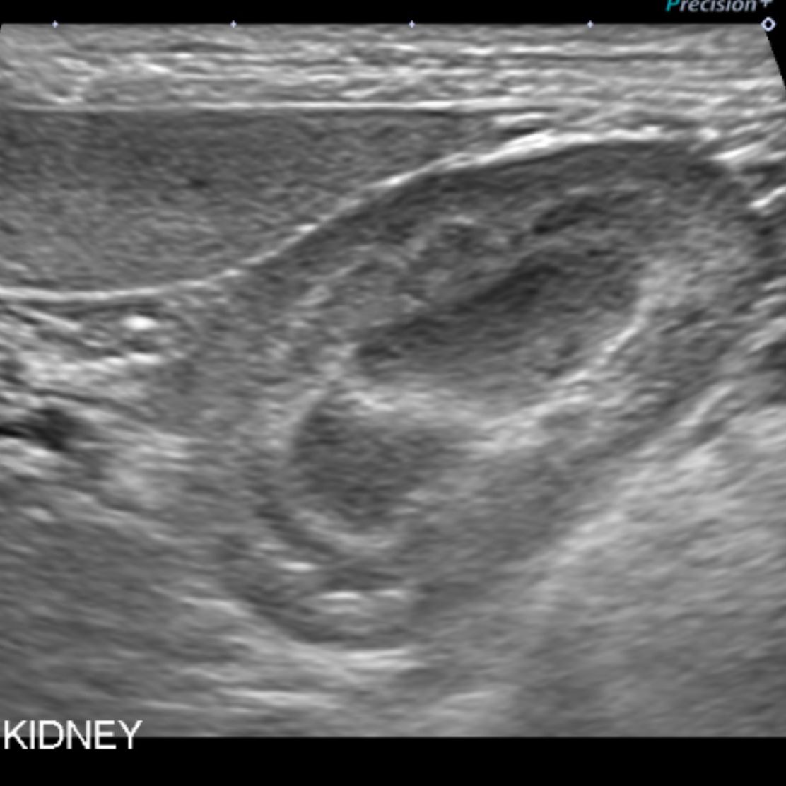 Small Animal Ultrasound & Echocardiogram