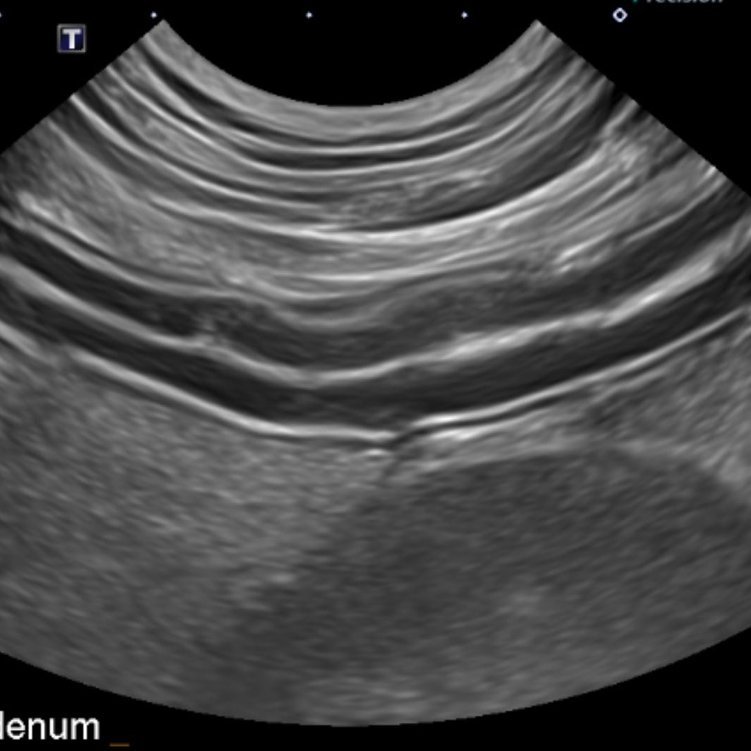 Small Animal Ultrasound & Echocardiogram