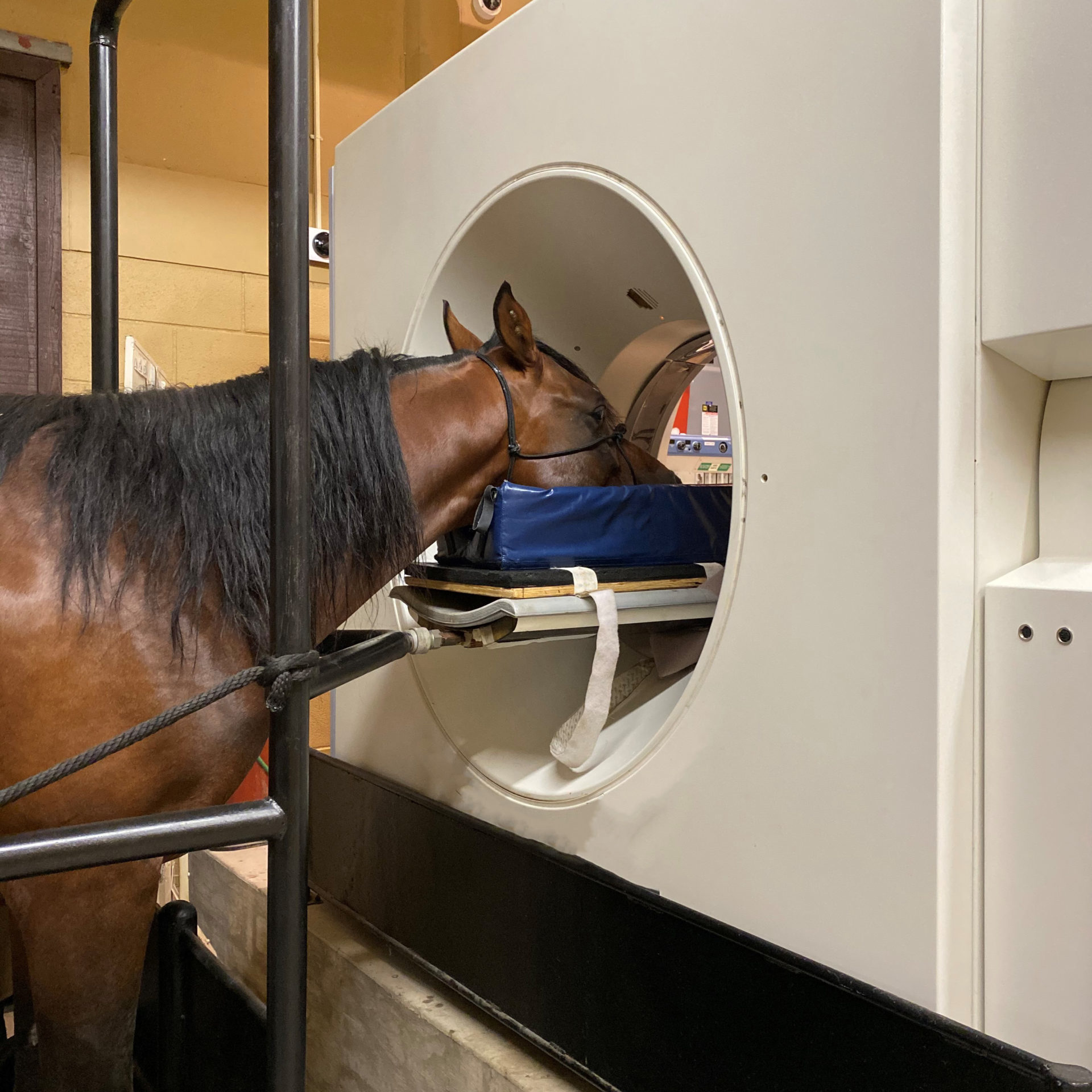 Equine CT