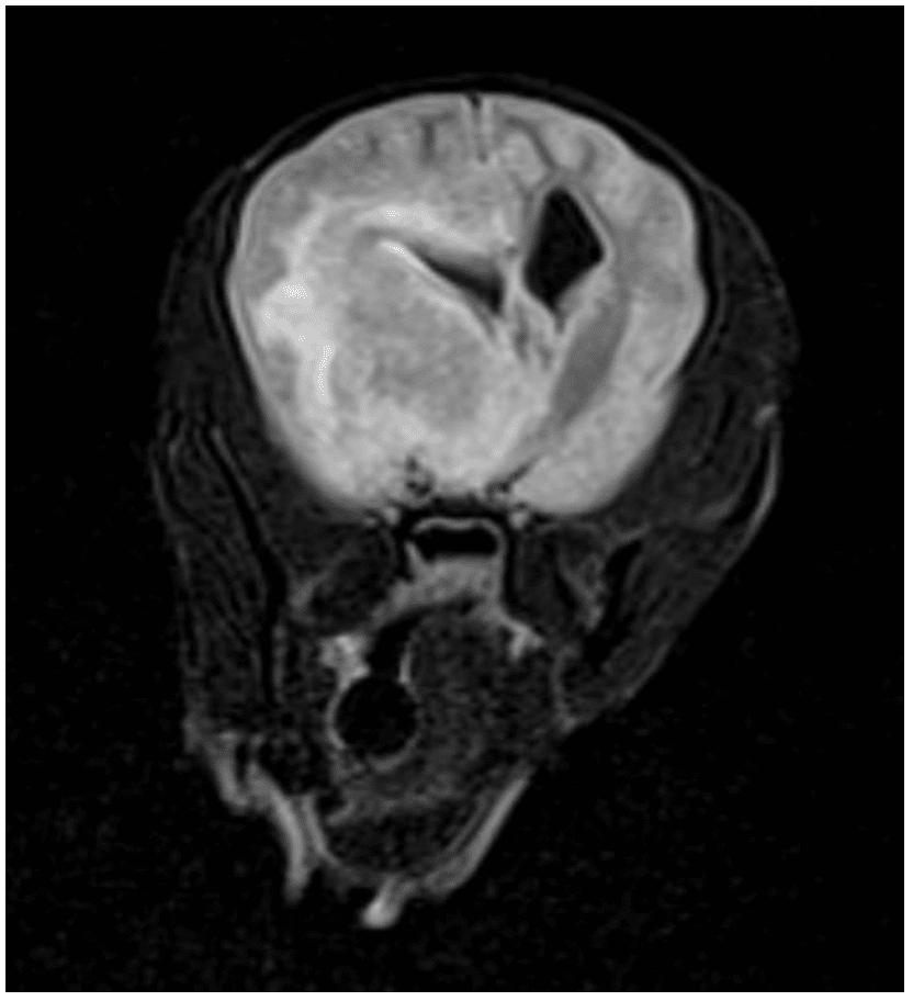 Canine 3T MRI