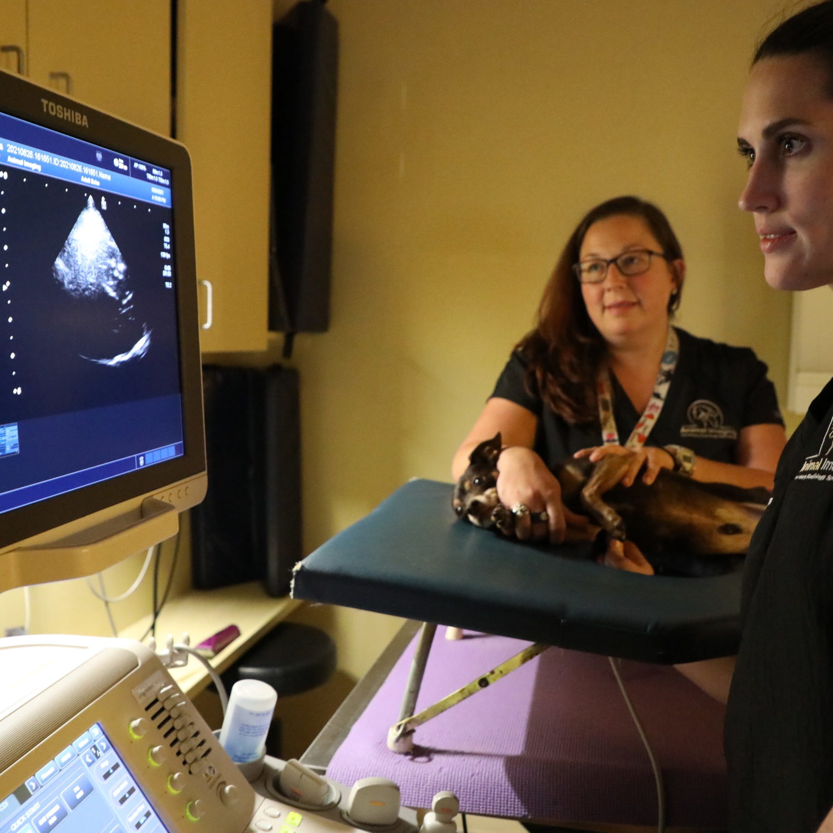 Small Animal Ultrasound & Echocardiogram