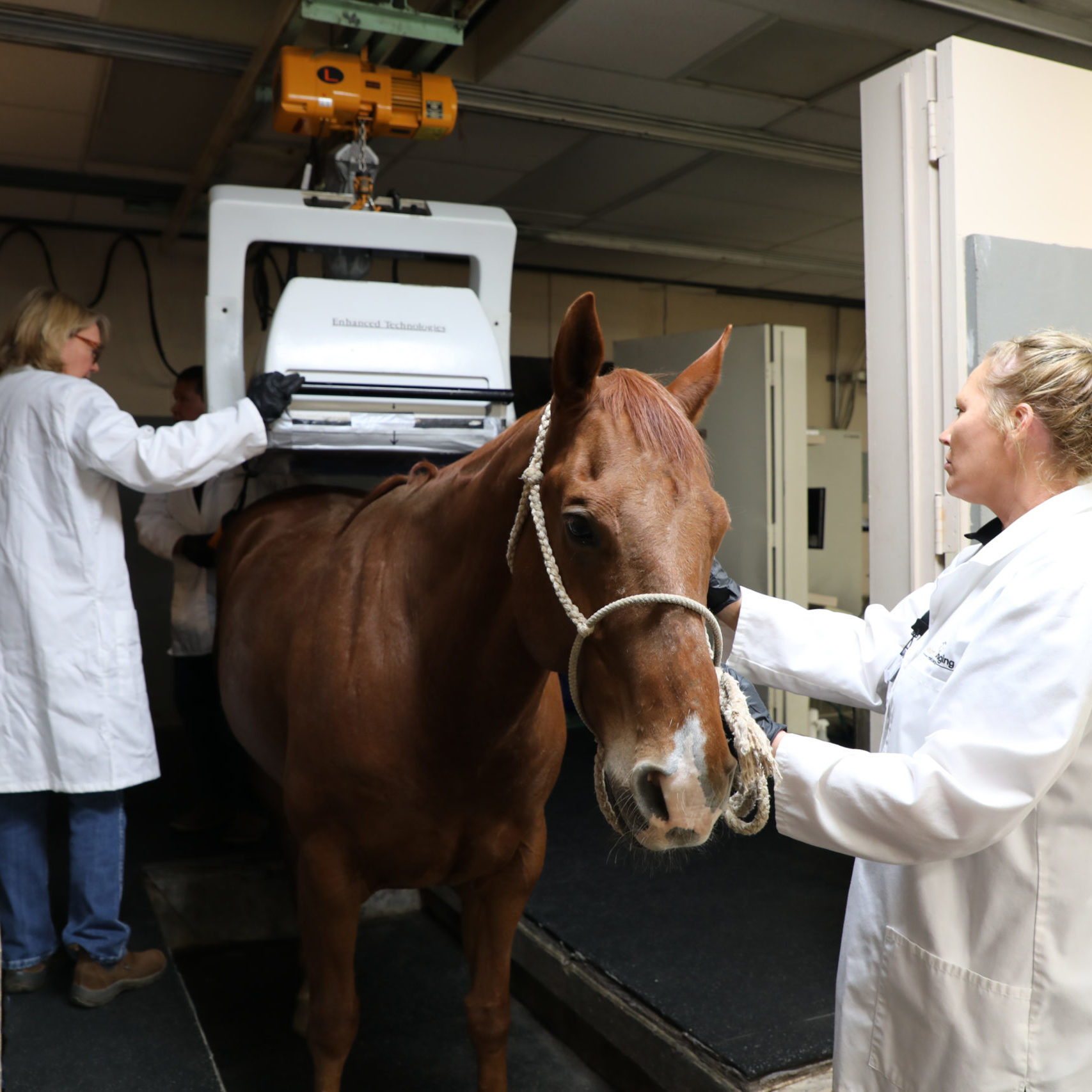 Equine Nuclear Medicine