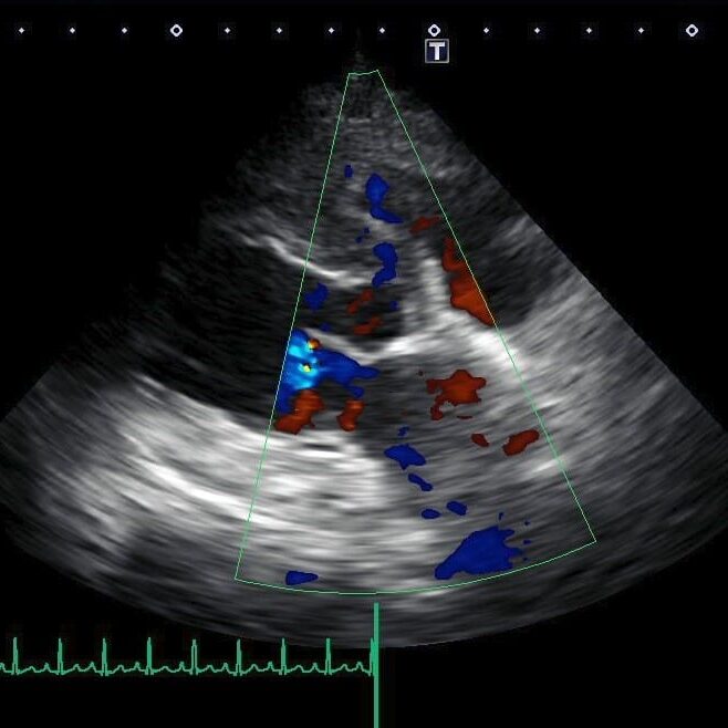 Small Animal Ultrasound & Echocardiogram