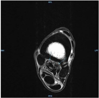 Equine Imaging and Rehabilitation