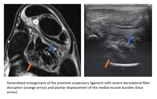 Equine Imaging and Rehabilitation