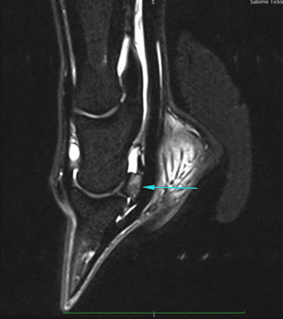 Equine MRI