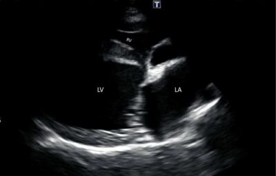 Canine Echocardiogram