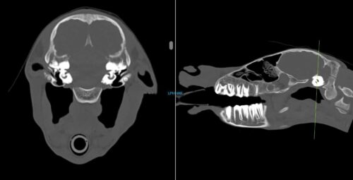 CT of horse neck