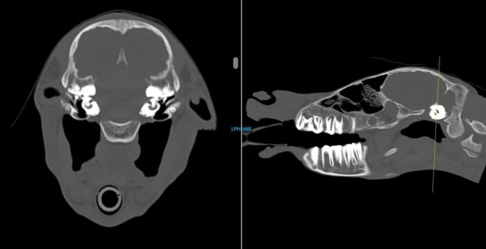 CT of horse neck