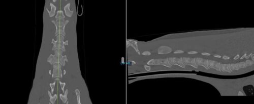 CT of the neck of a horse