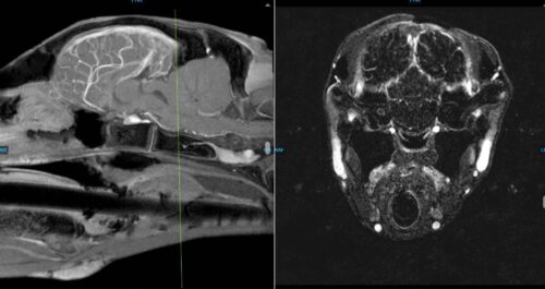 MRI of the brain of the foal