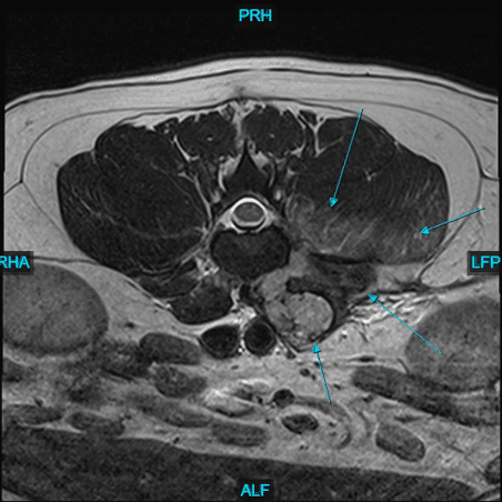 canineMRI3